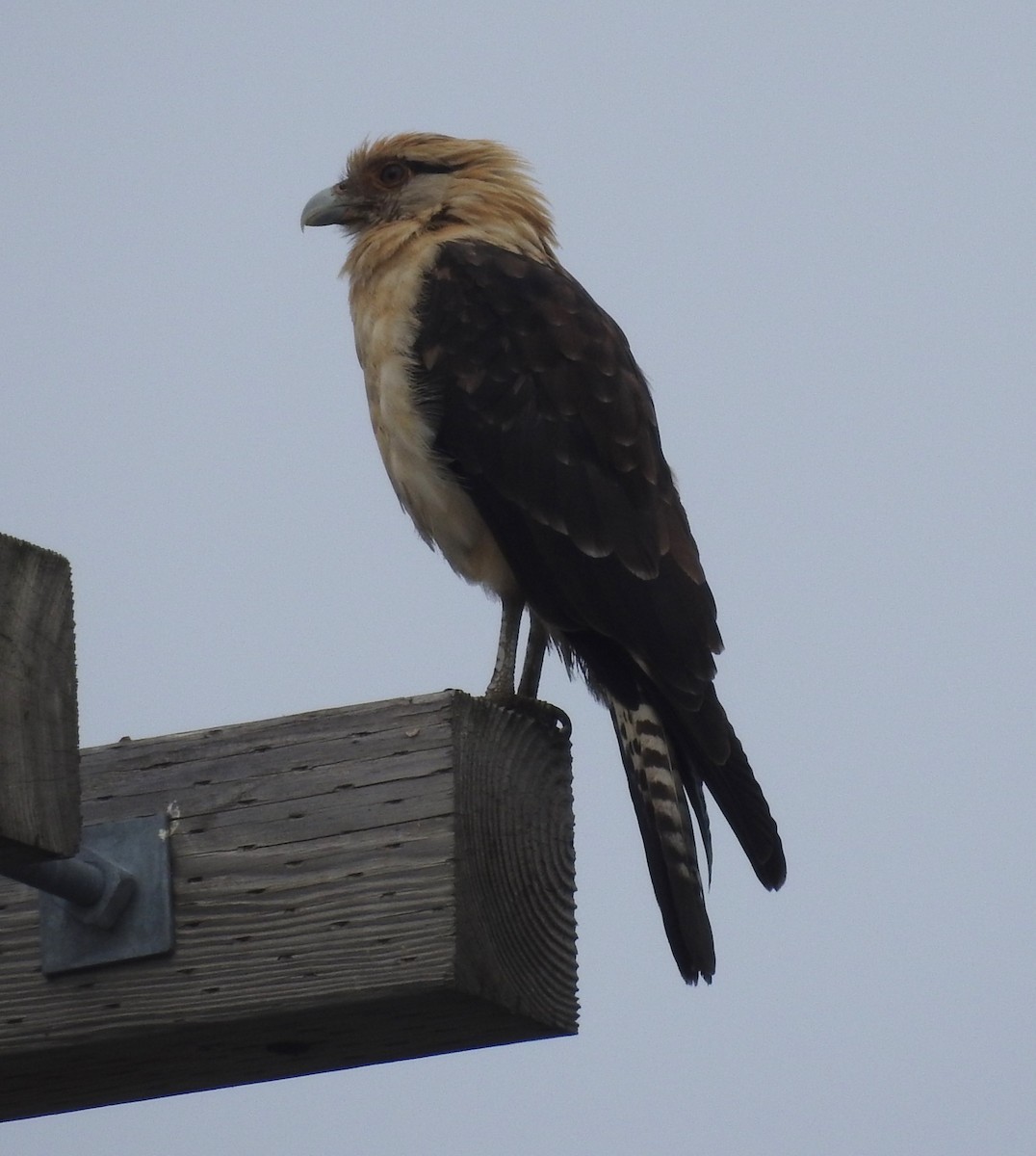 Химахима - ML645664195