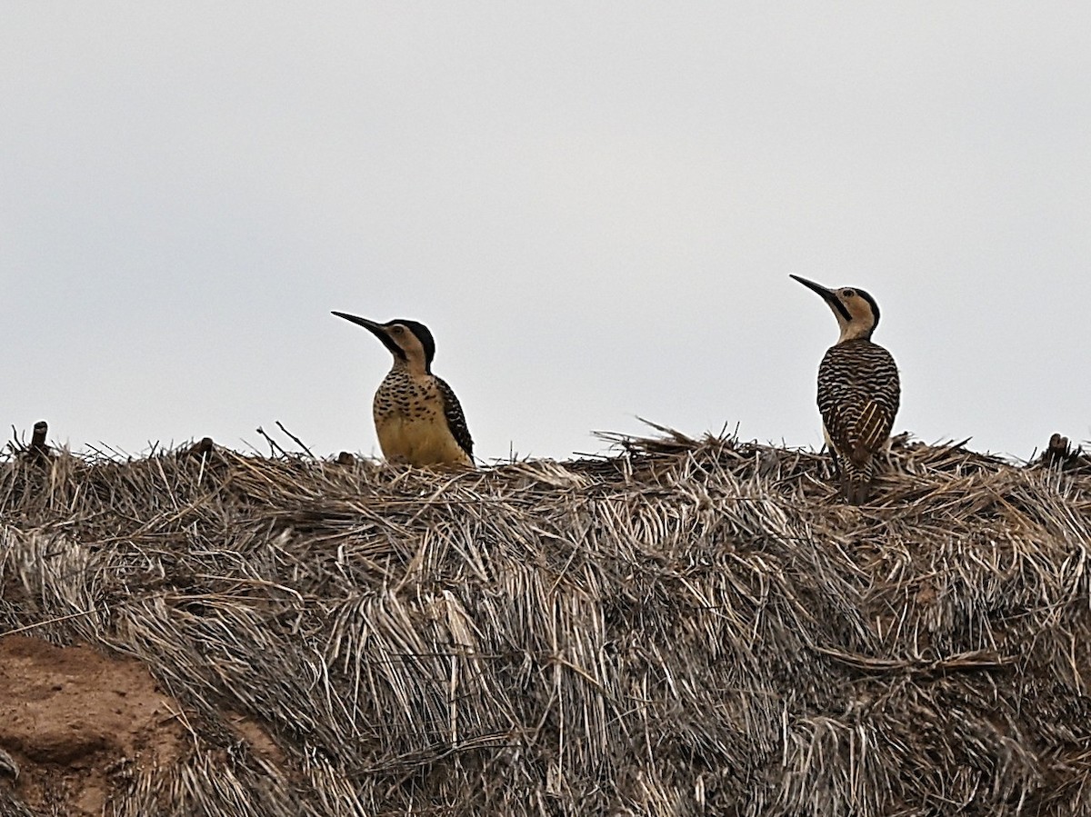 Андский дятел - ML645664202