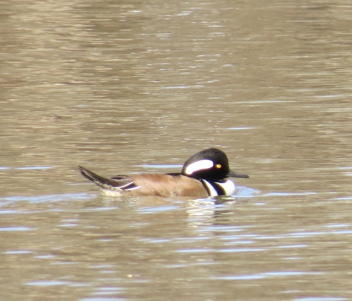 Капюшоновый крохаль - ML645664208