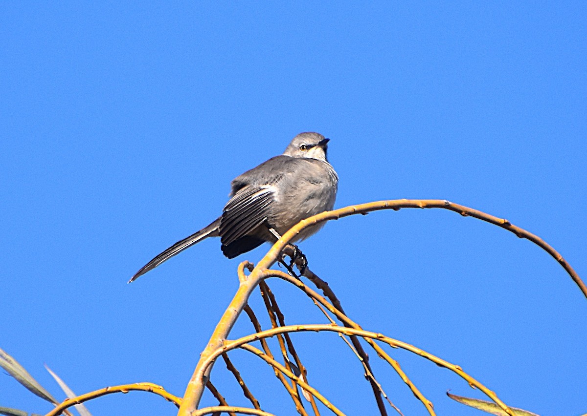 Многоголосый пересмешник - ML645664212