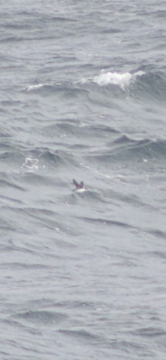 alkekonge - ML645664216