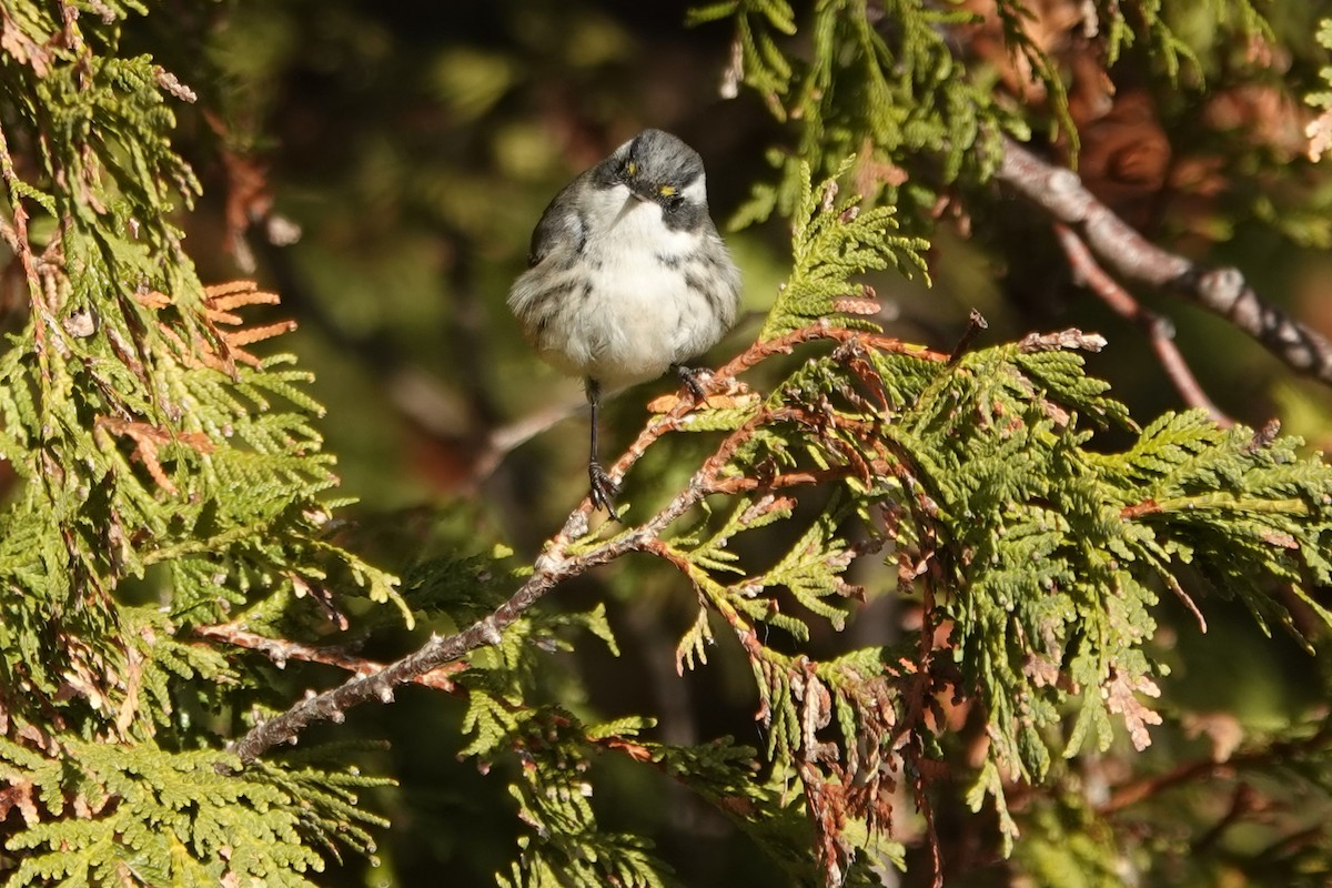 Black-throated Gray Warbler - ML645664222