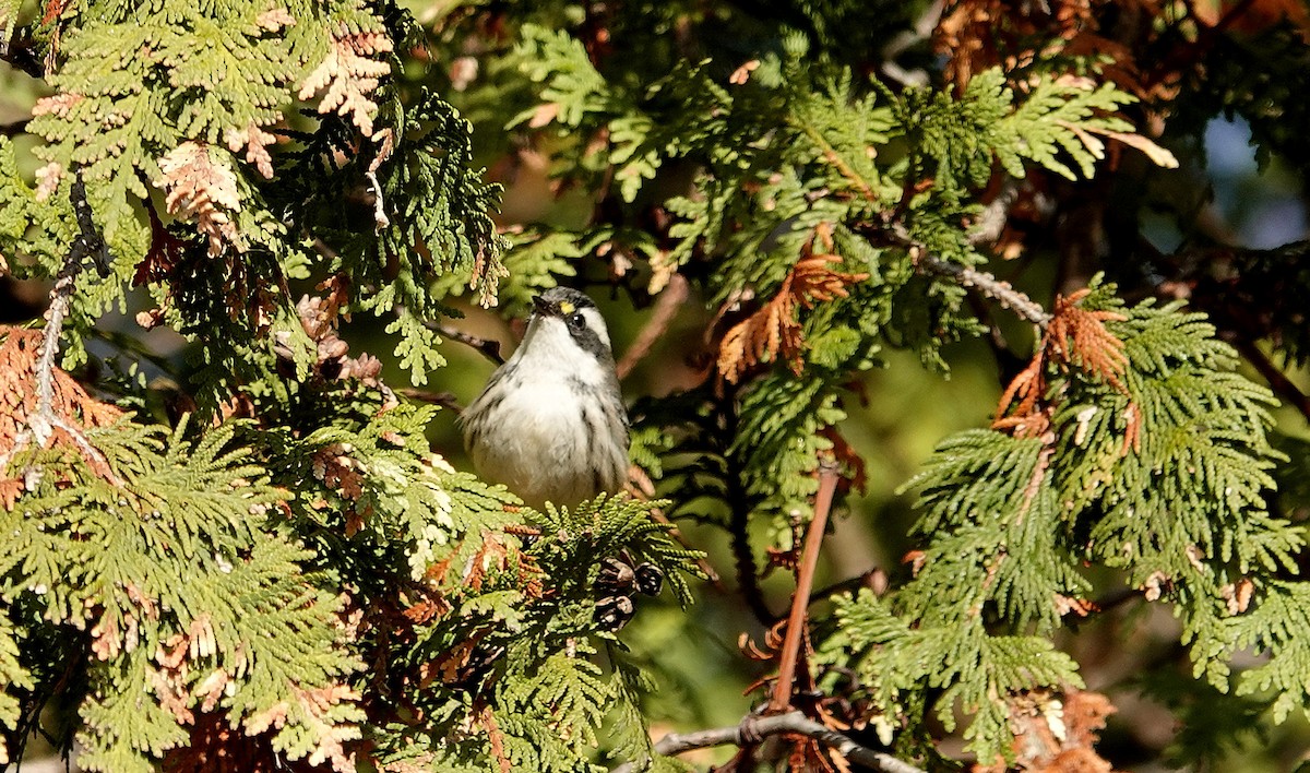 Траурная древесница - ML645664223