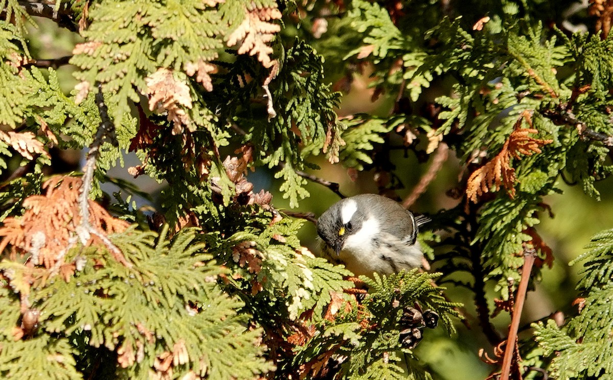 Траурная древесница - ML645664224