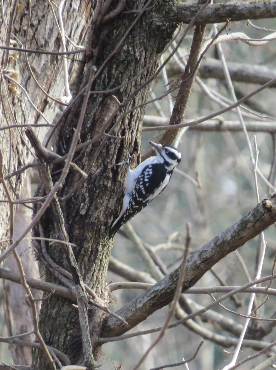 Волосатый дятел - ML645664233