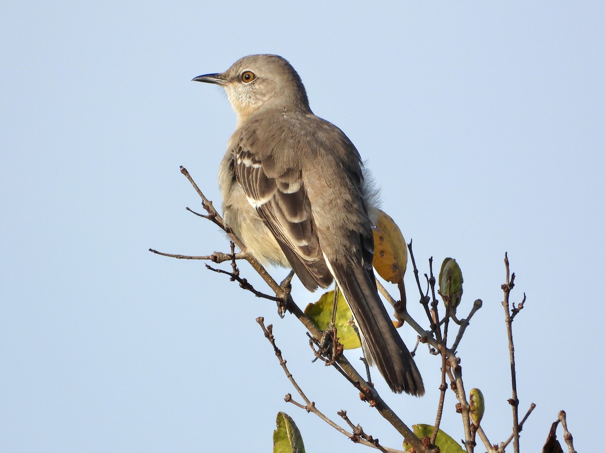 Northern Mockingbird - ML645664236