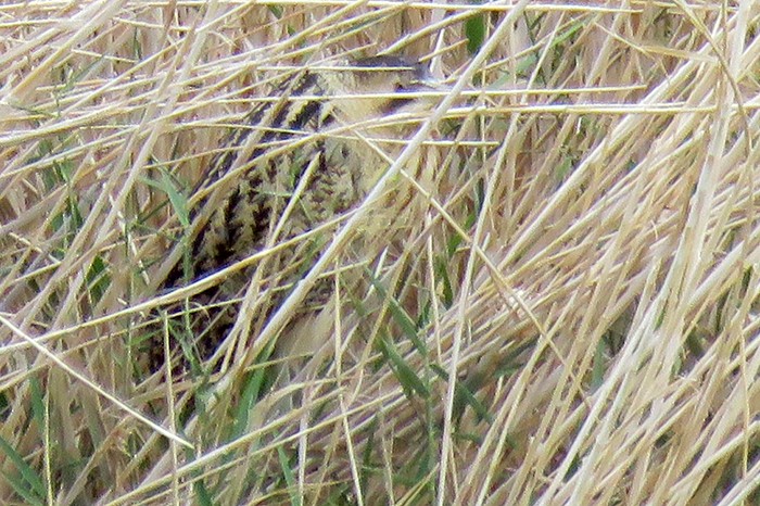 Eurasian Bittern - ML645664240