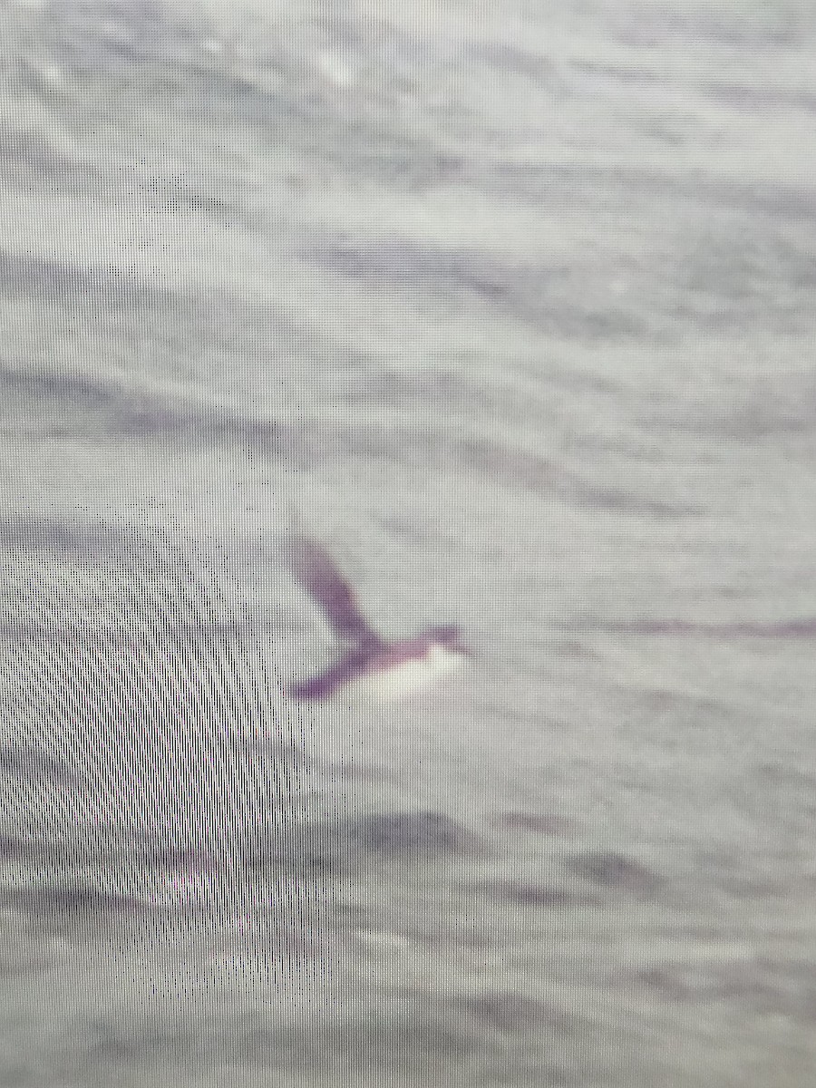 alkekonge - ML645664246