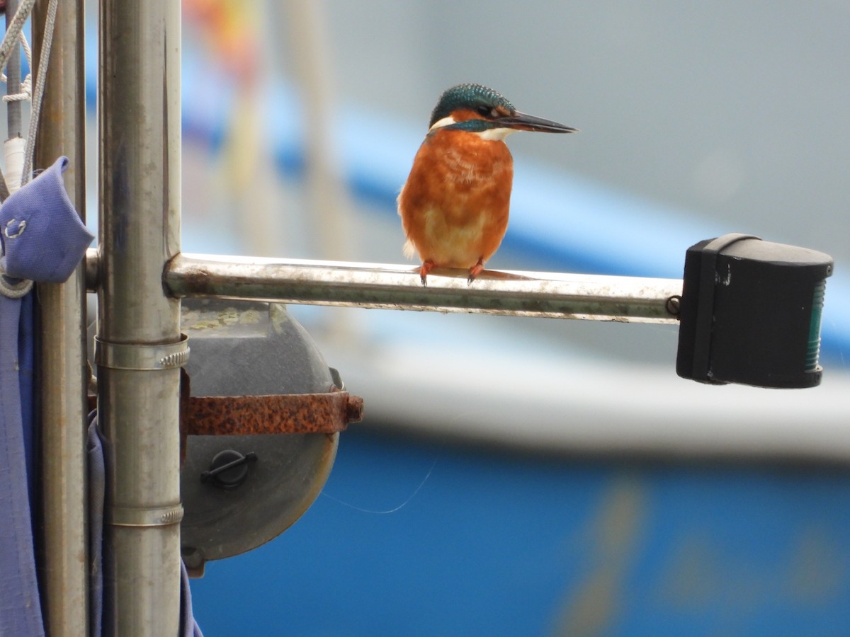 Common Kingfisher - ML645664247