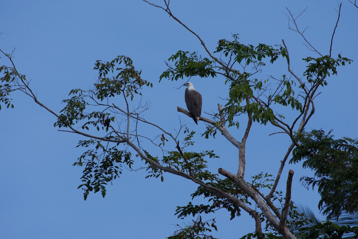 Weißbauch-Seeadler - ML645664251