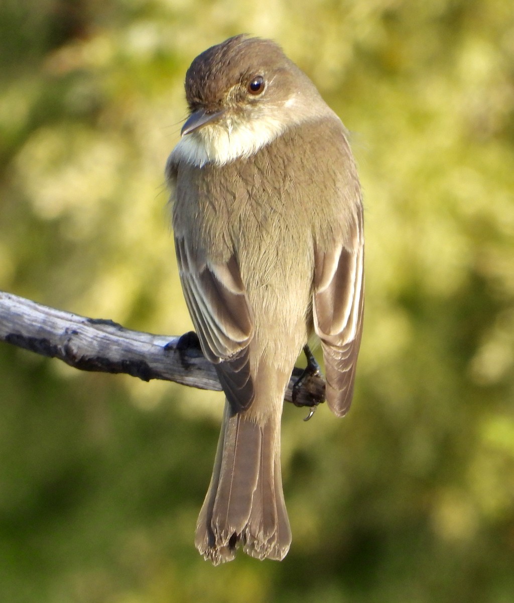 Eastern Phoebe - ML645664264