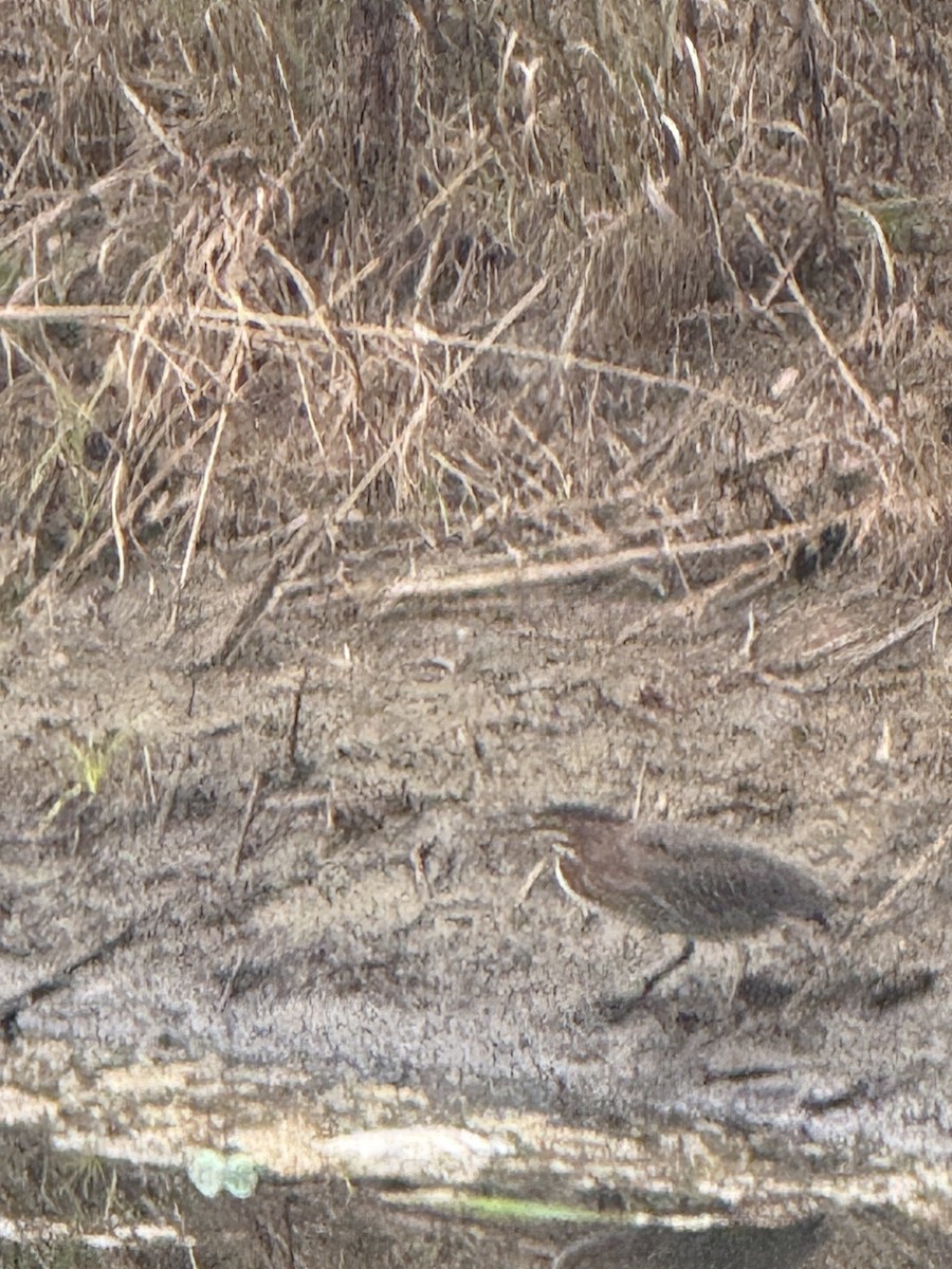 Schwarzbart-Rohrdommel - ML645664276