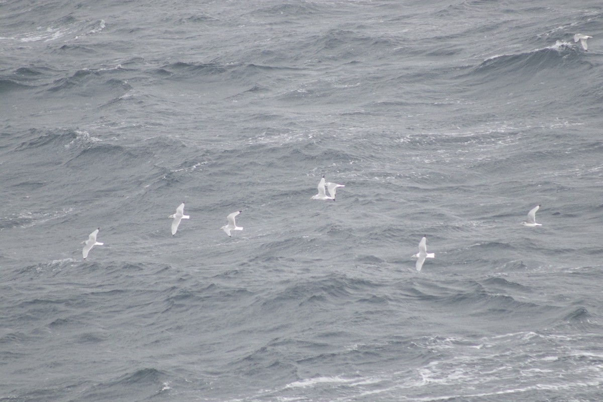 Моевка - ML645664277