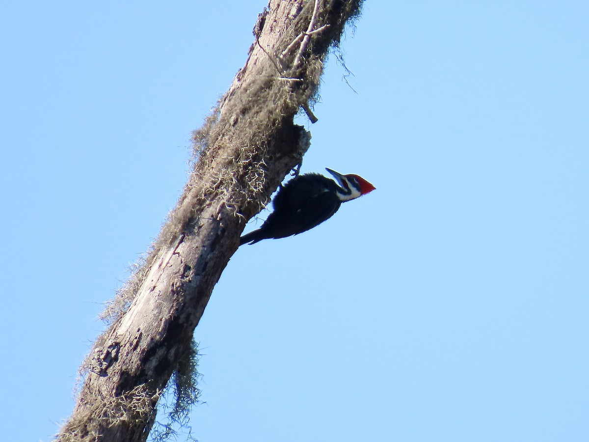 Helmspecht - ML645664284