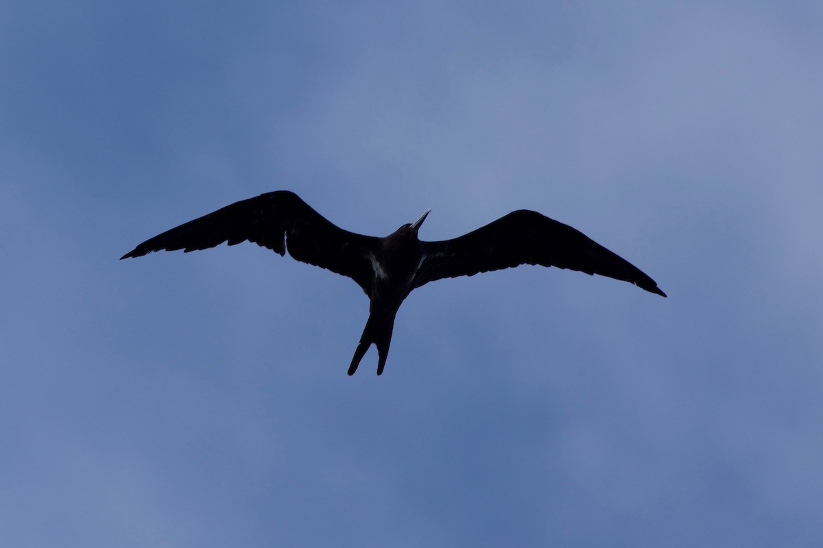 Arielfregattvogel - ML645664285