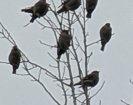 båndkorsnebb - ML645664286