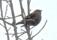 båndkorsnebb - ML645664287