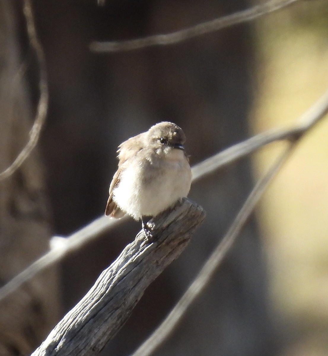 Miro enchanteur - ML645664290