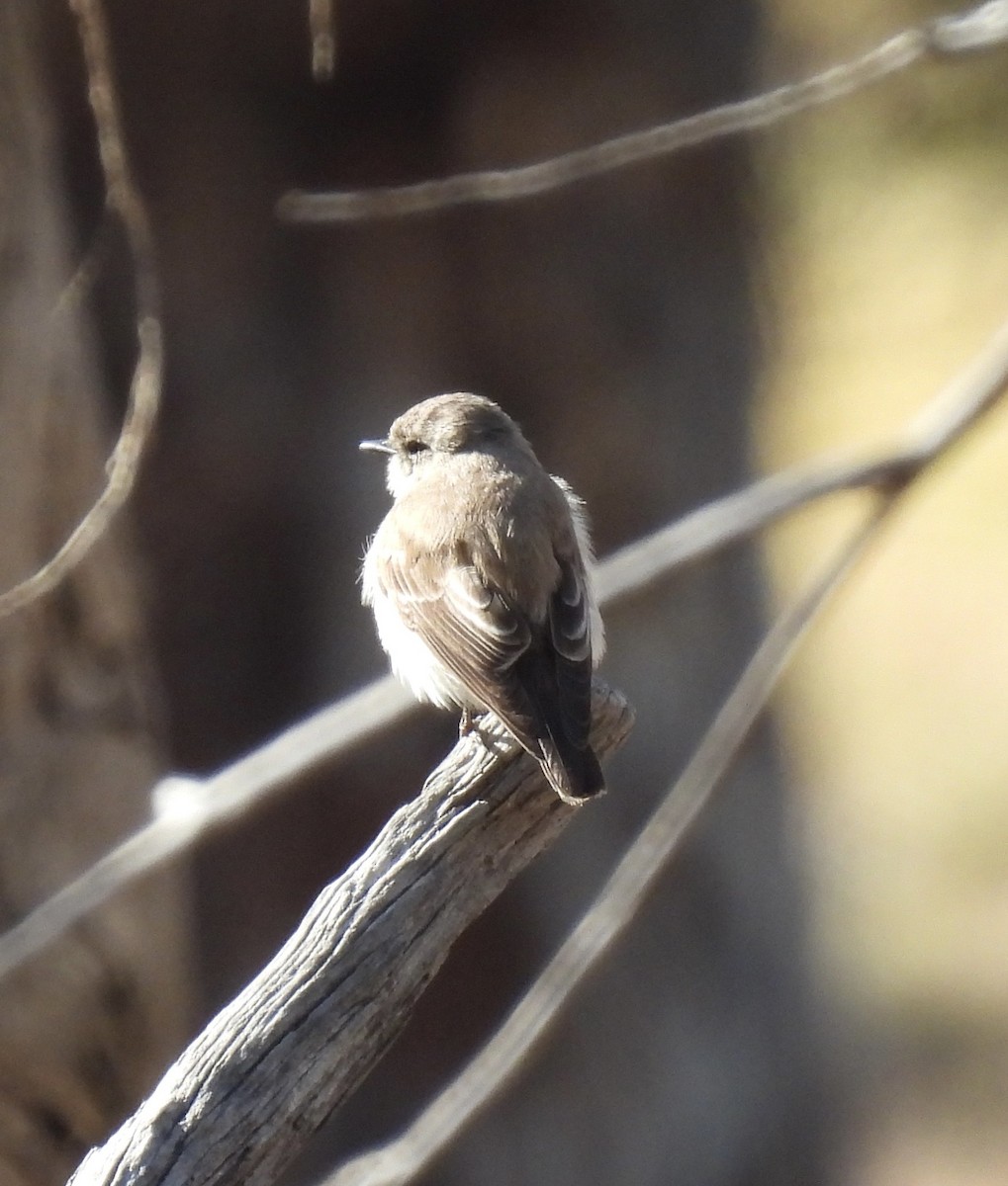 Miro enchanteur - ML645664291