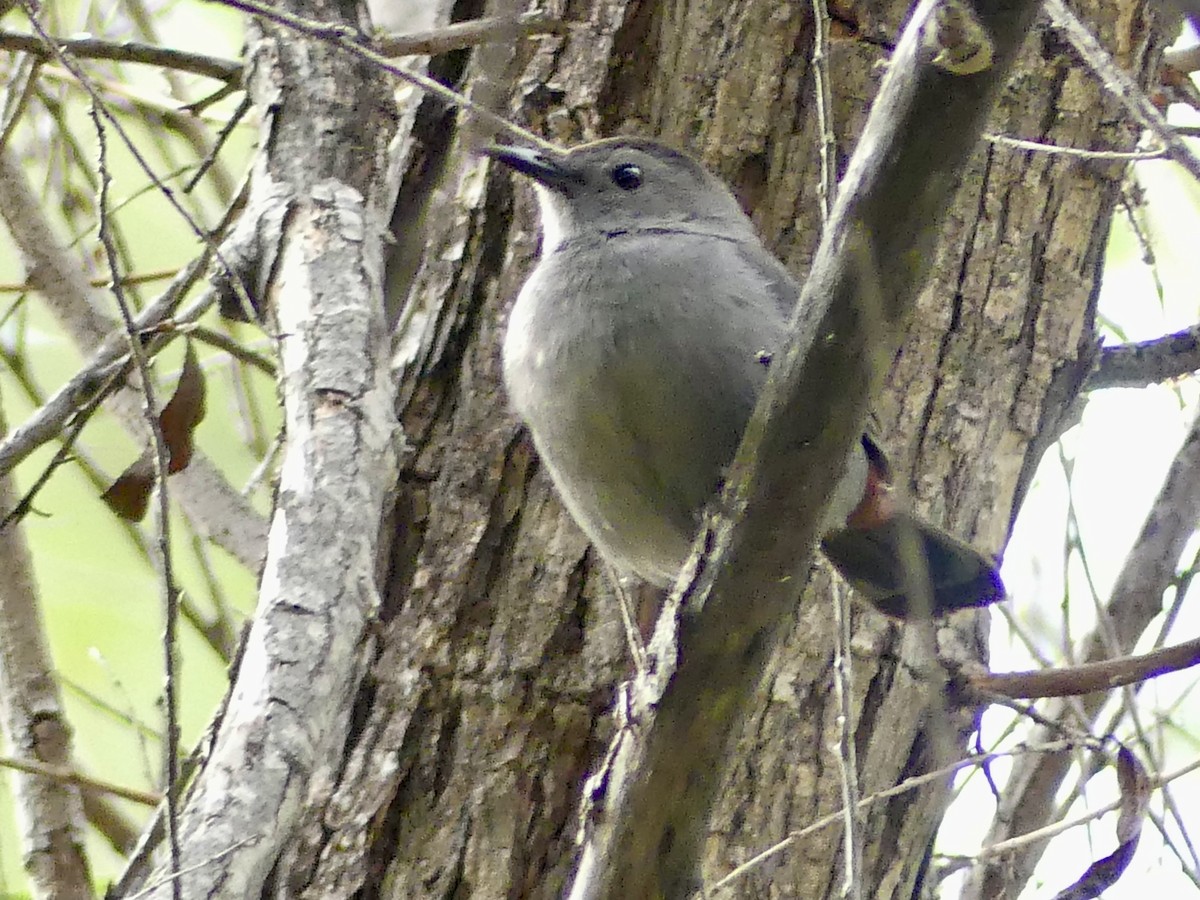 Gray Catbird - ML645664293