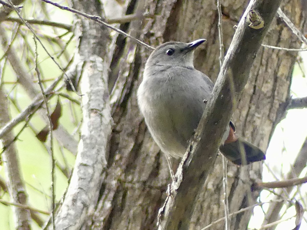 Gray Catbird - ML645664294