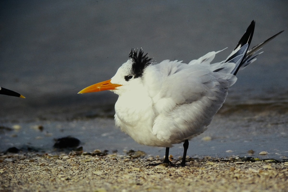 Königsseeschwalbe - ML645664296