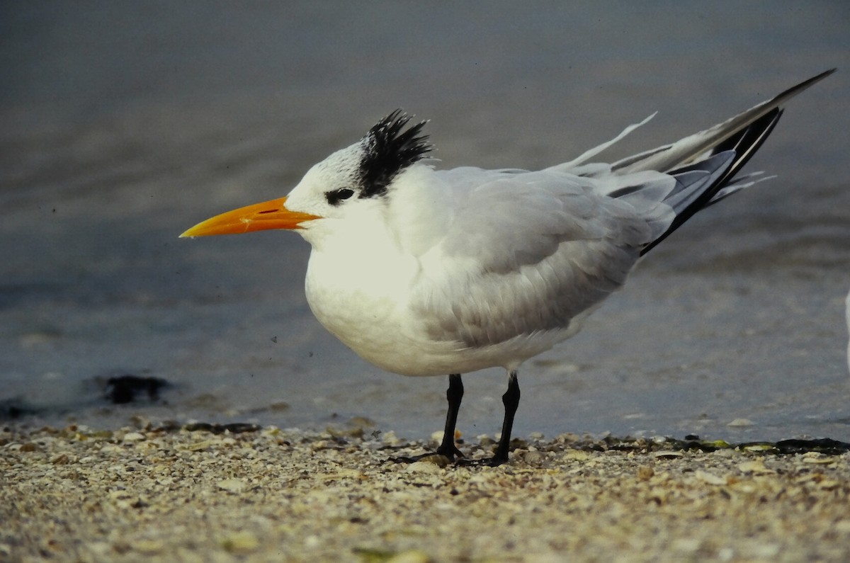 Königsseeschwalbe - ML645664297