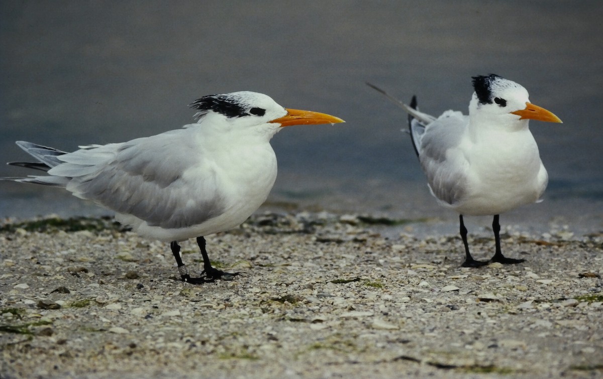 Königsseeschwalbe - ML645664298