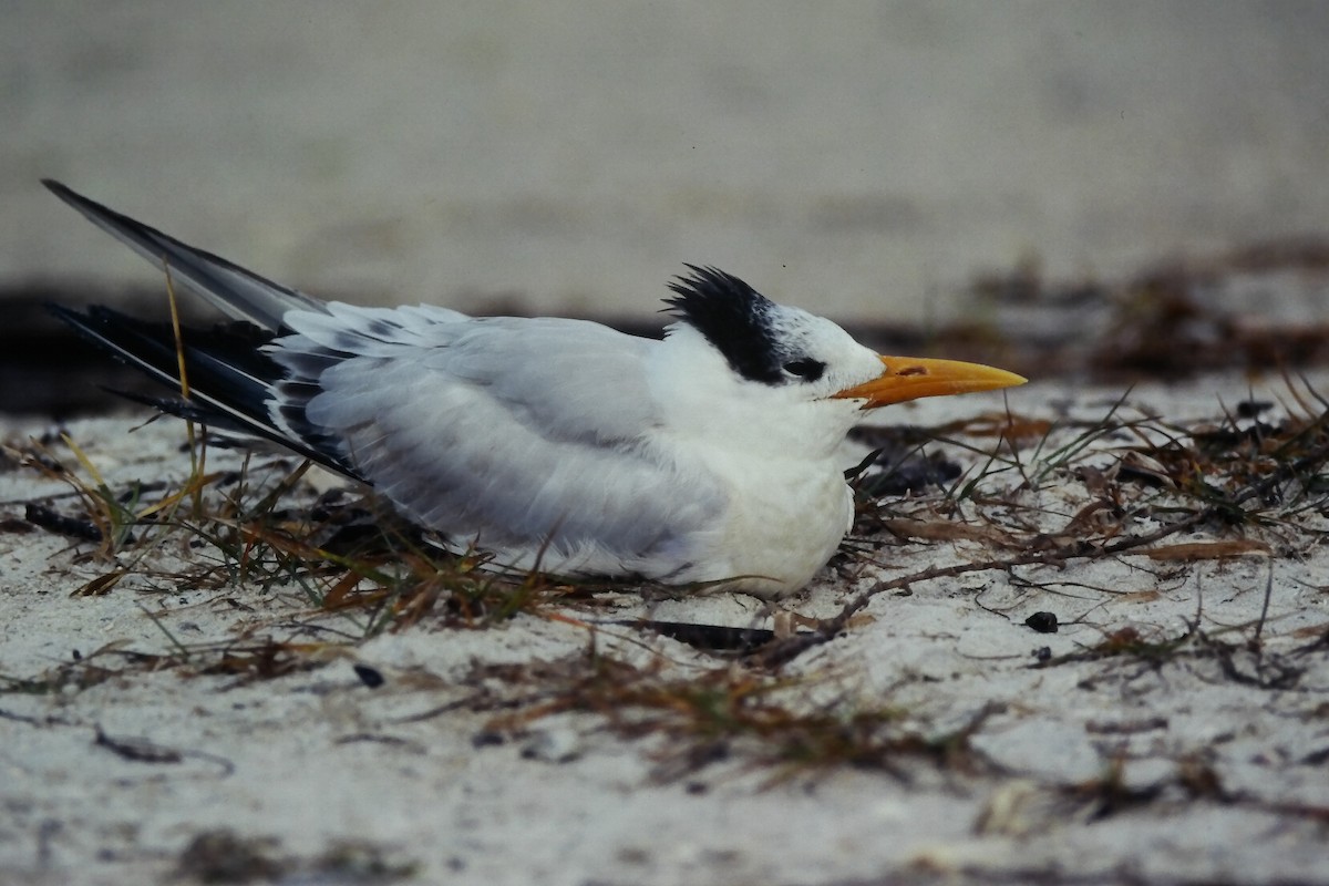 Königsseeschwalbe - ML645664299