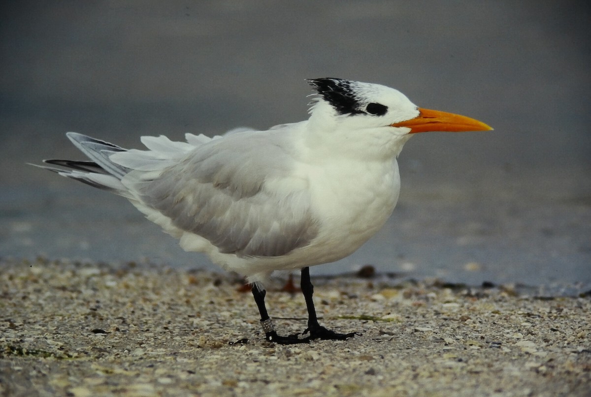 Königsseeschwalbe - ML645664300