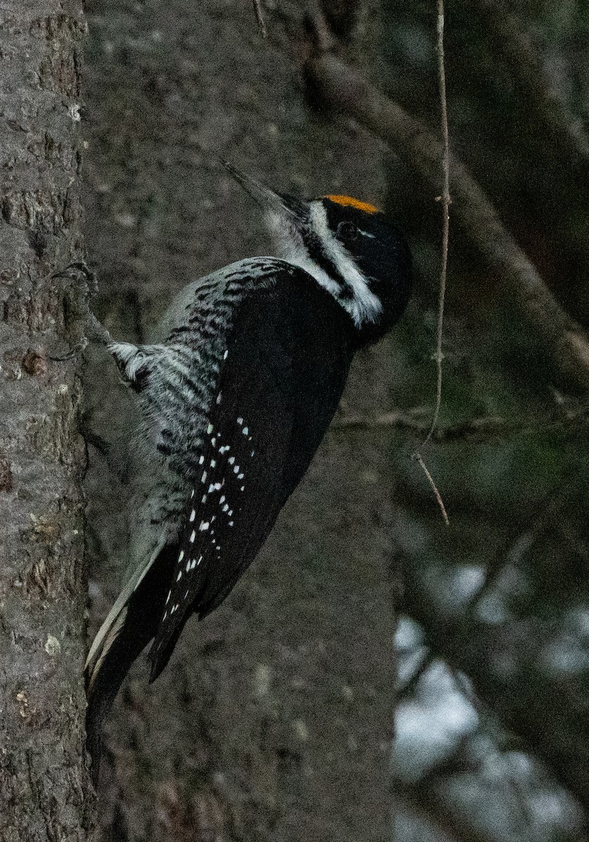 Schwarzrückenspecht - ML645664302