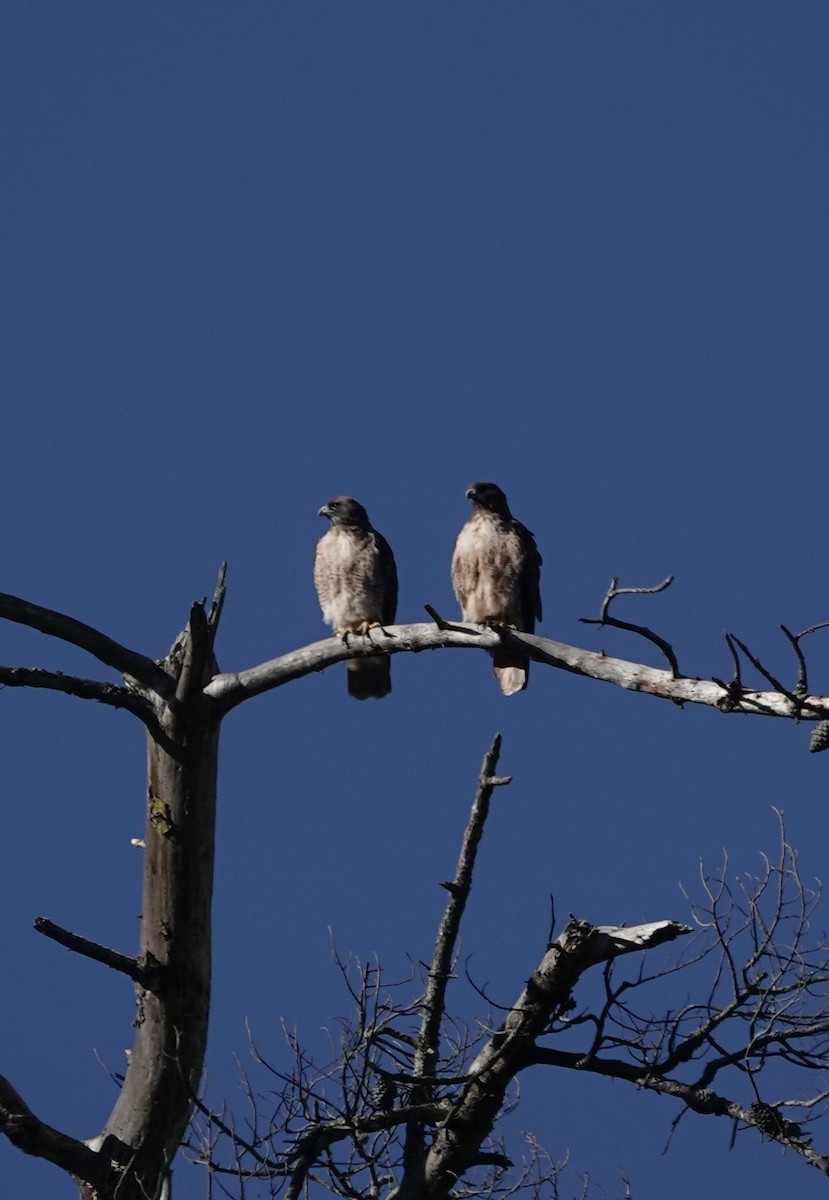 Rotschwanzbussard - ML645664304