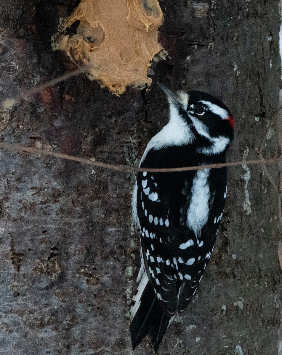 Dunenspecht - ML645664305