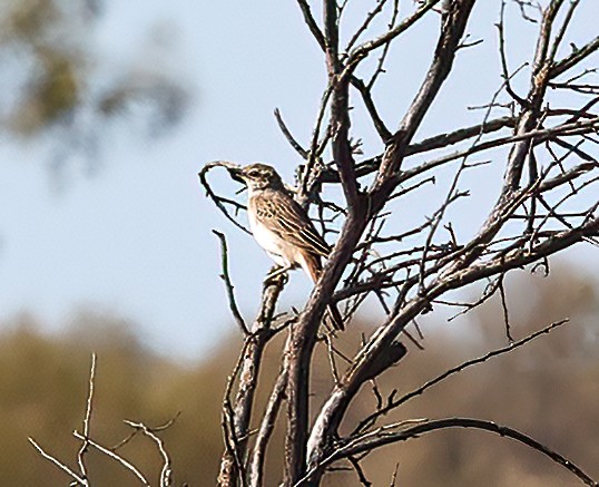 Rostbürzel-Buschsänger - ML645664306