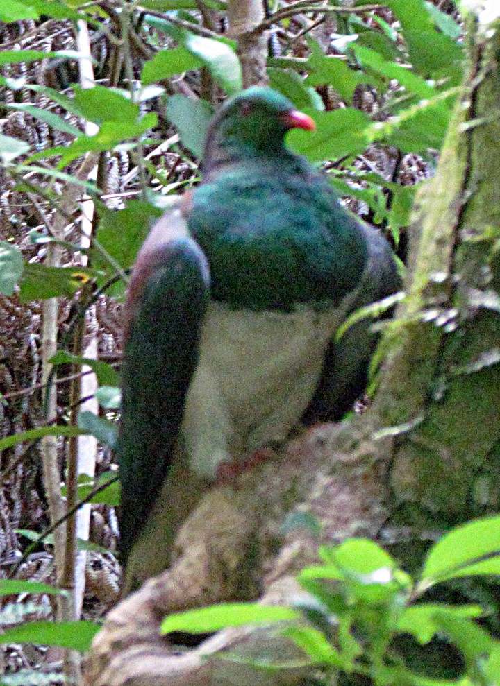 Maorifruchttaube - ML645664307