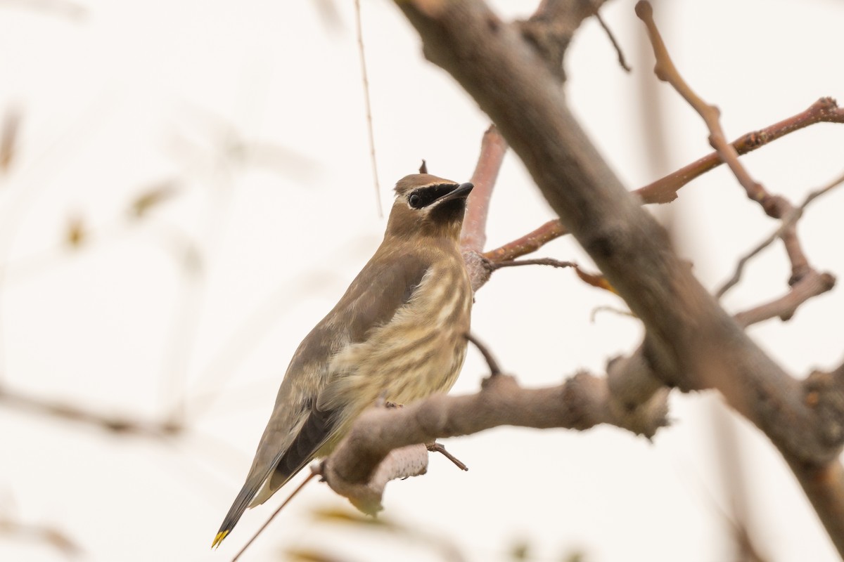 Zedernseidenschwanz - ML645664308