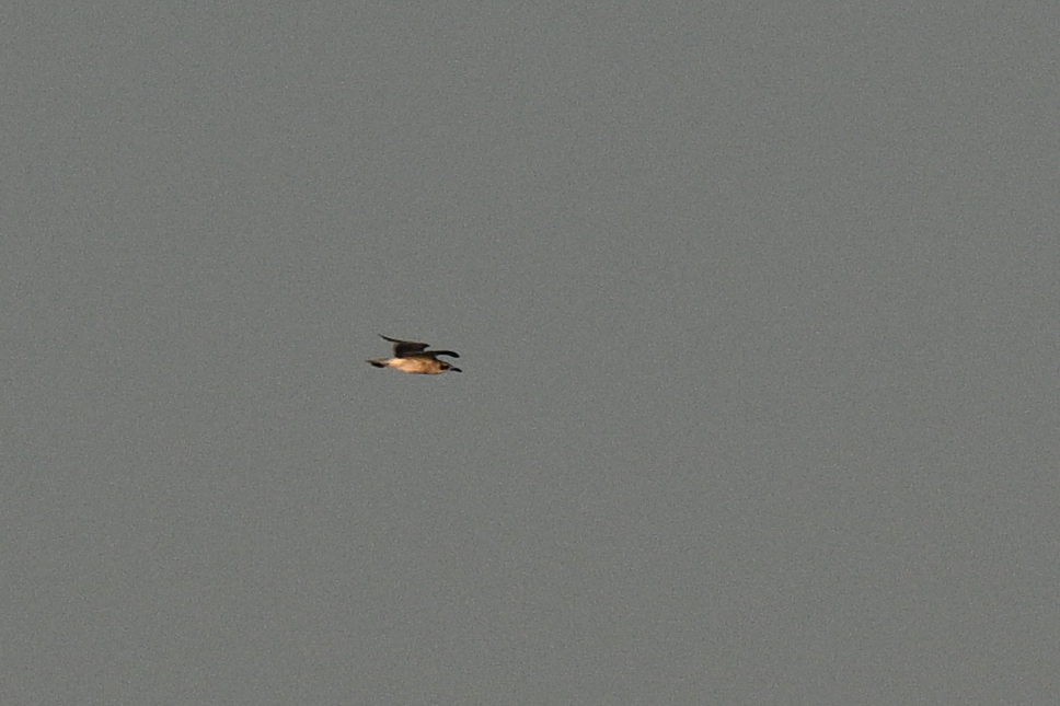 Aztekenmöwe - ML645664310