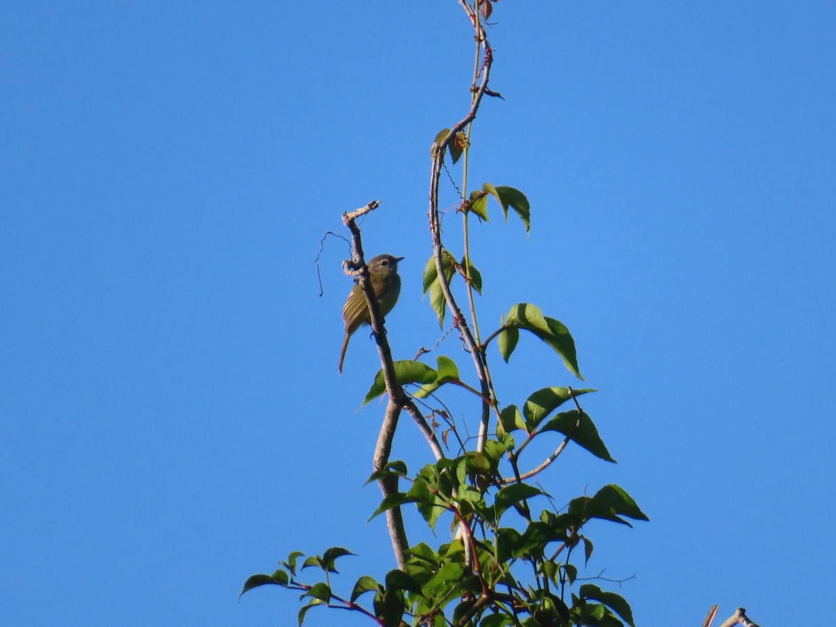 Olivscheitel-Breitschnabeltyrann - ML645664312