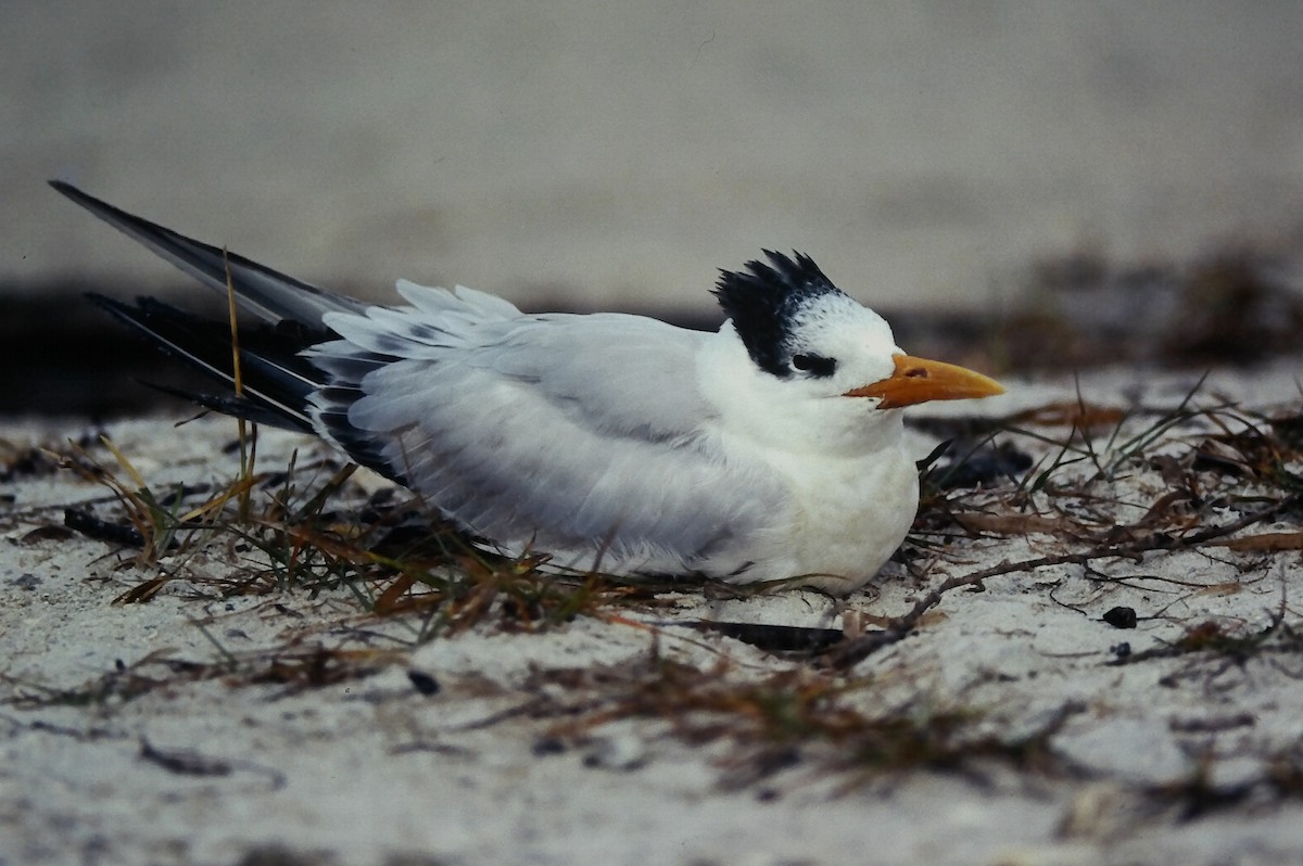 Königsseeschwalbe - ML645664313