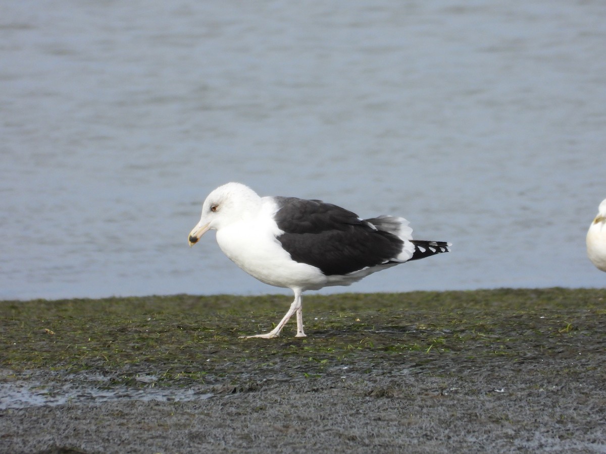 Mantelmöwe - ML645664314