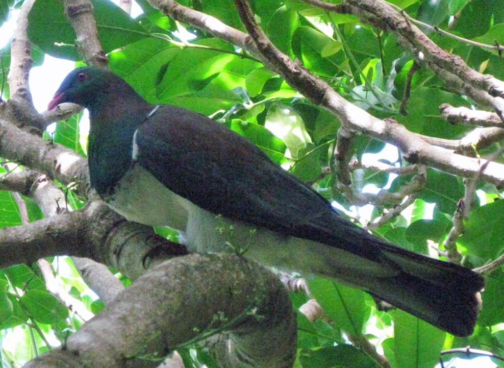 Maorifruchttaube - ML645664317