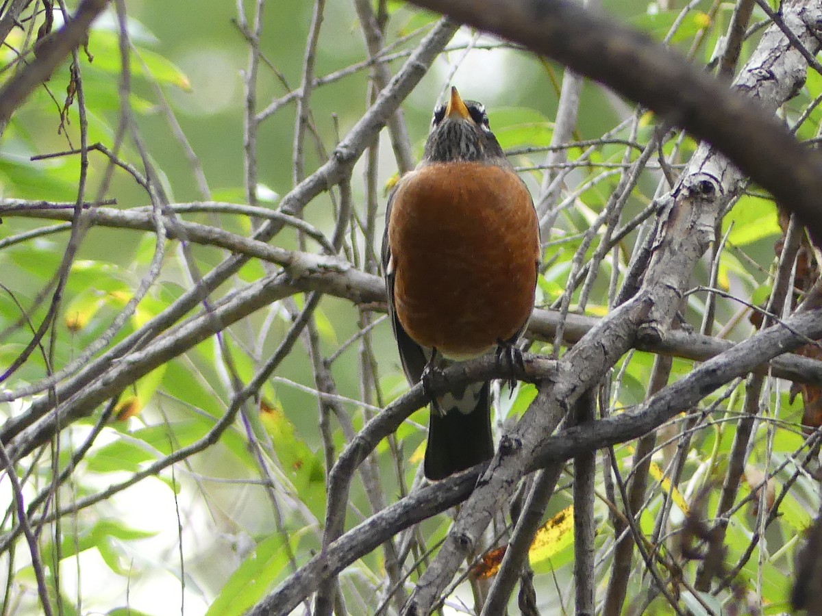 Wanderdrossel - ML645664318