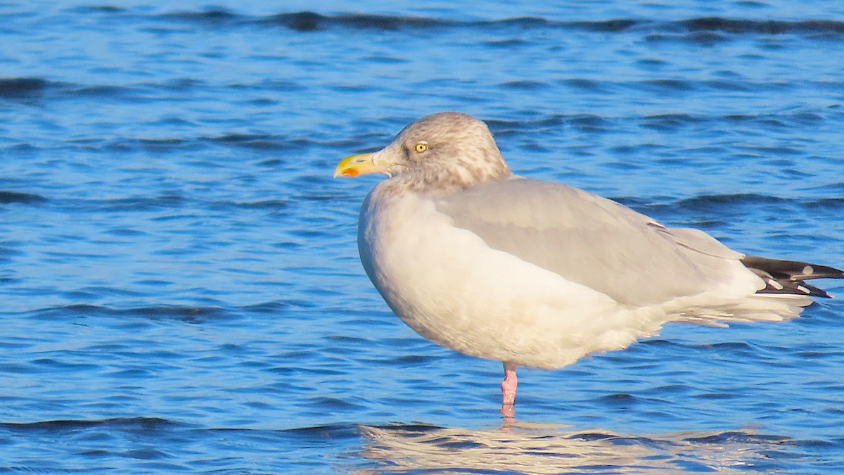 Kanadamöwe - ML645664319