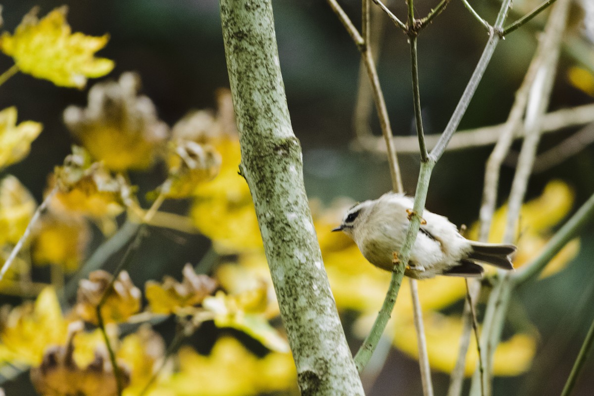 Indianergoldhähnchen - ML645664320