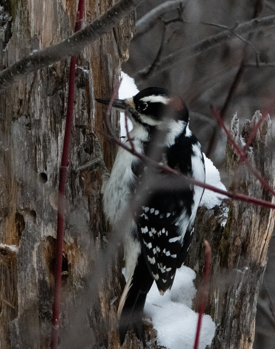 Haarspecht - ML645664321