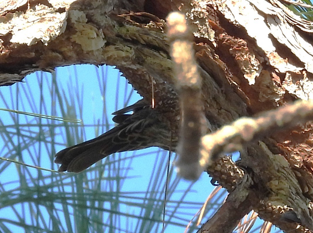 Kletterwaldsänger - ML645664324