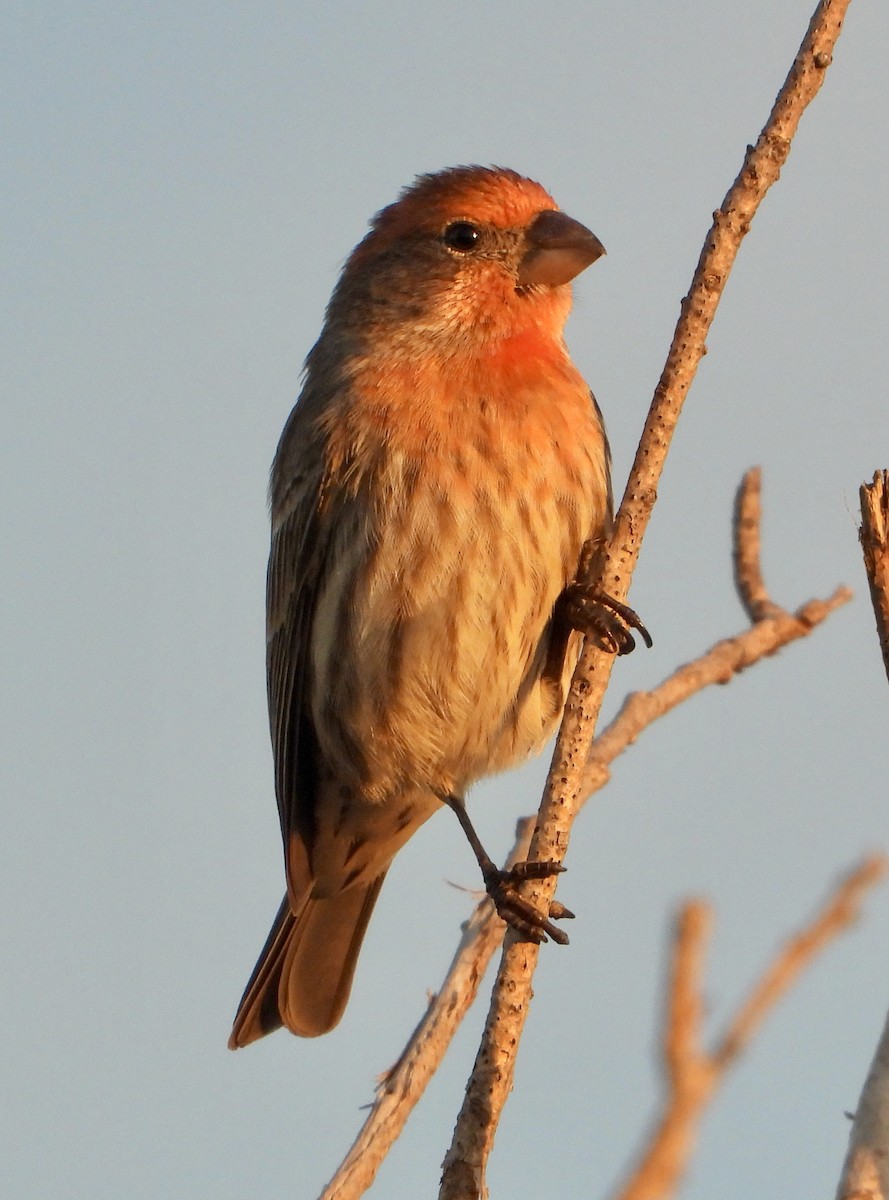 House Finch - ML645664325