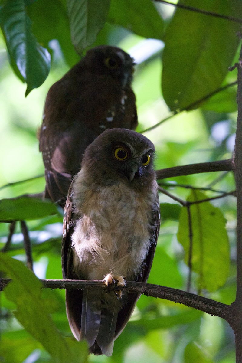 Ninoxe ocrée - ML645664326