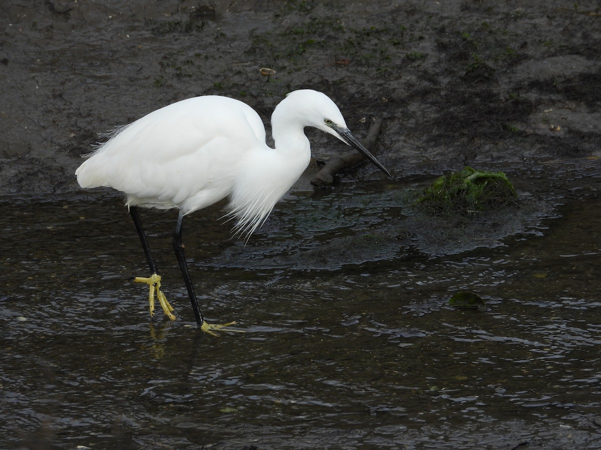 Little Egret - ML645664328