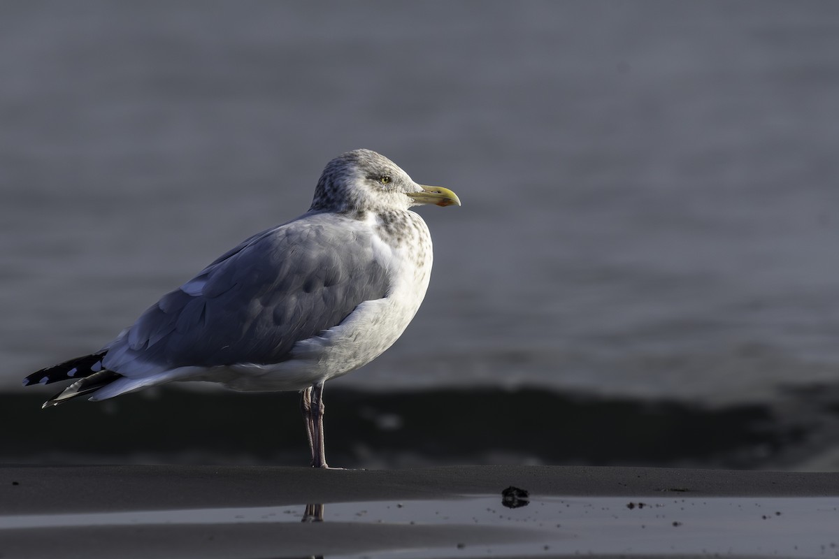 American Herring Gull - ML645664332